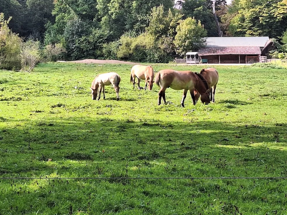 OV Rodenberg Wisentgehege 10092420240910 140506